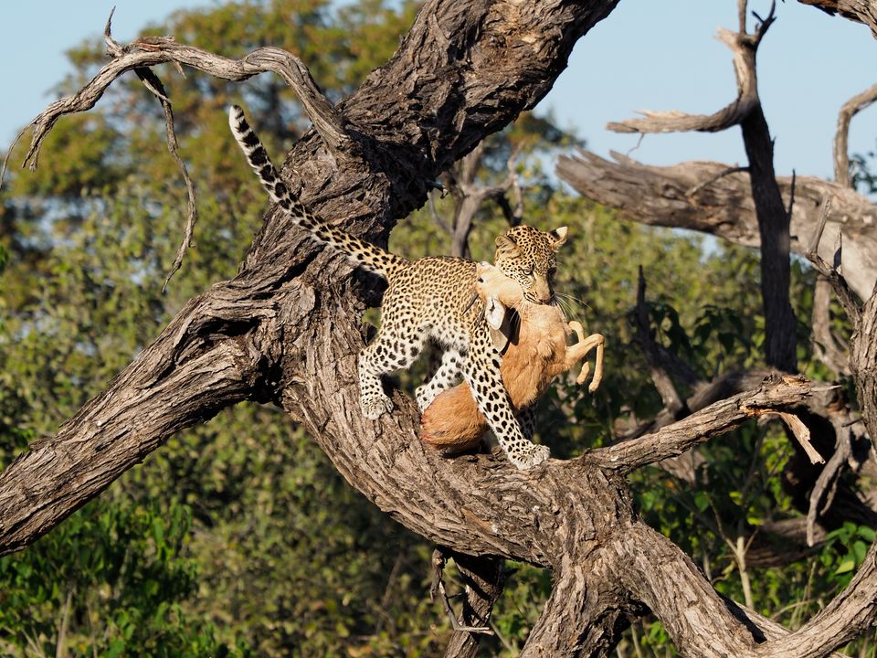 Botswana Wildlife luipaard met prooi SS.jpg - Jambo Safari Club