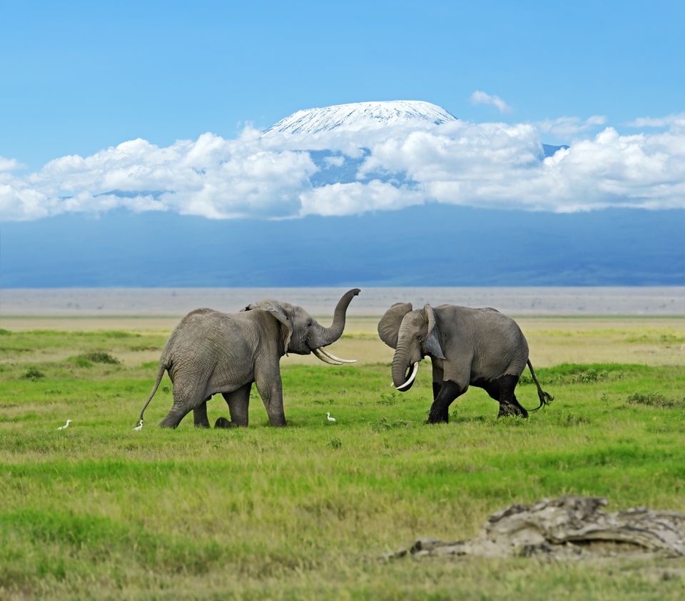 Kenia Wildlife Amboseli olifanten Kilimanjaro SH 3.jpg - Jambo Safari Club