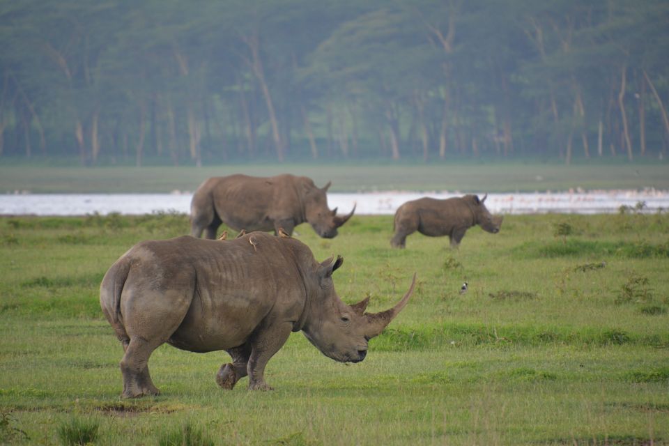 Kenia Wildlife Lake Nakuru neushoorns LB 7.JPG - Jambo Safari Club