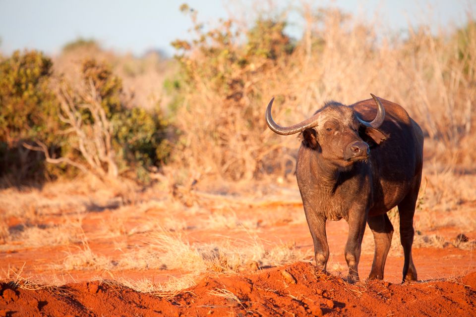 Kenia Wildlife Tsavo East Satao Tented Camp buffel 1.jpg - Jambo Safari Club