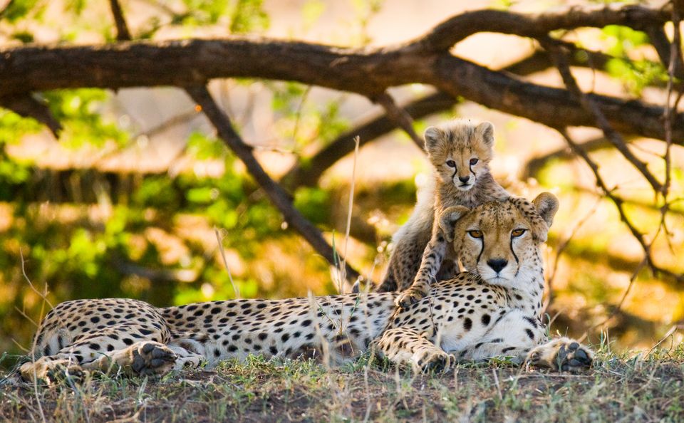 Kenia Wildlife cheeta met jong SH 2.jpg - Jambo Safari Club
