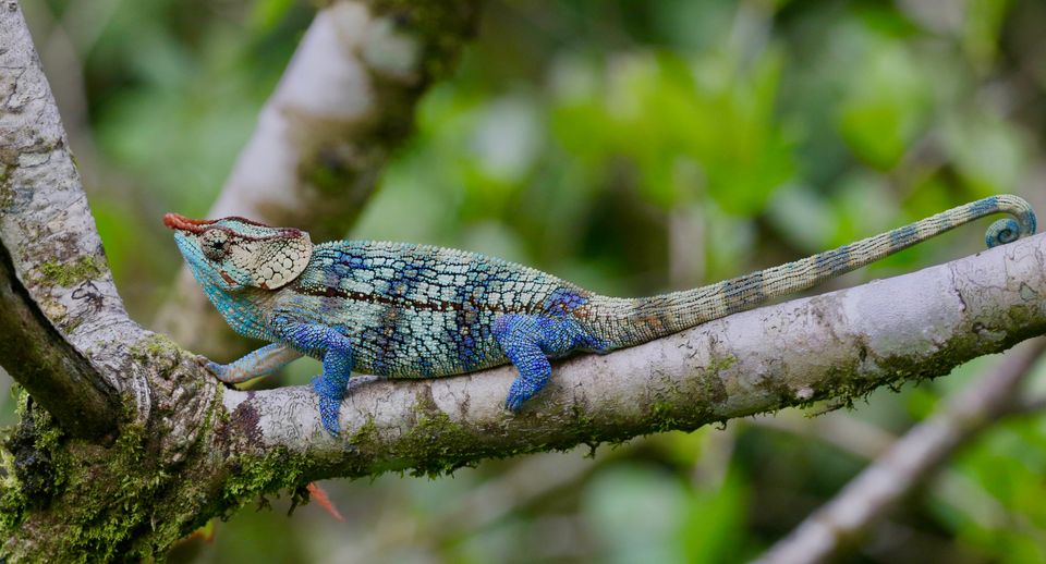 Madagaskar Wildlife Ranomofana kameleon MD 3.jpeg - Jambo Safari Club