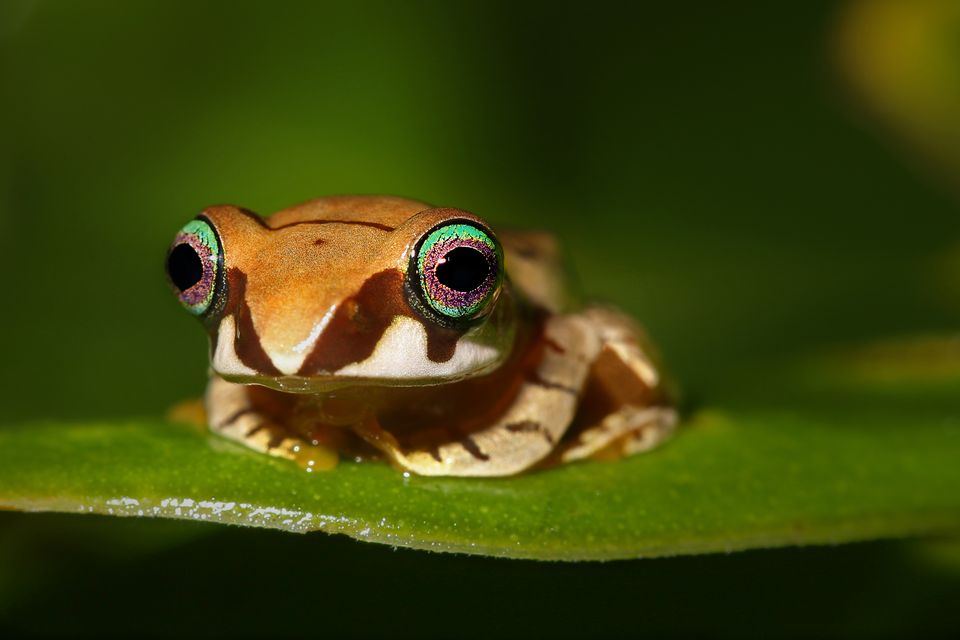 Madagaskar Wildlife kikker SH 2.jpg - Jambo Safari Club