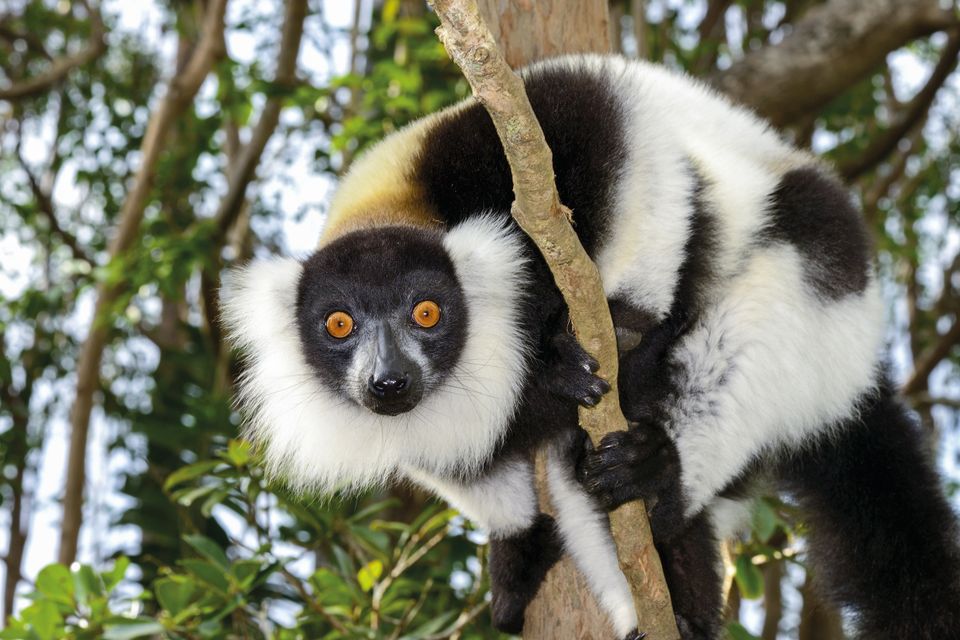 Madagaskar Wildlife lemuur vari SH 6.jpg - Jambo Safari Club