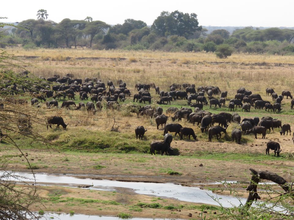 Tanzania Wildlife Ruaha buffels MC 1.JPG - Jambo Safari Club