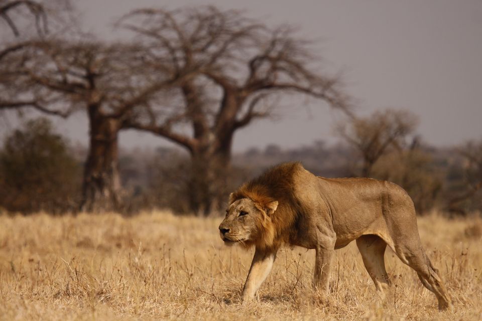 Tanzania Wildlife Ruaha leeuw CW 12.JPG - Jambo Safari Club