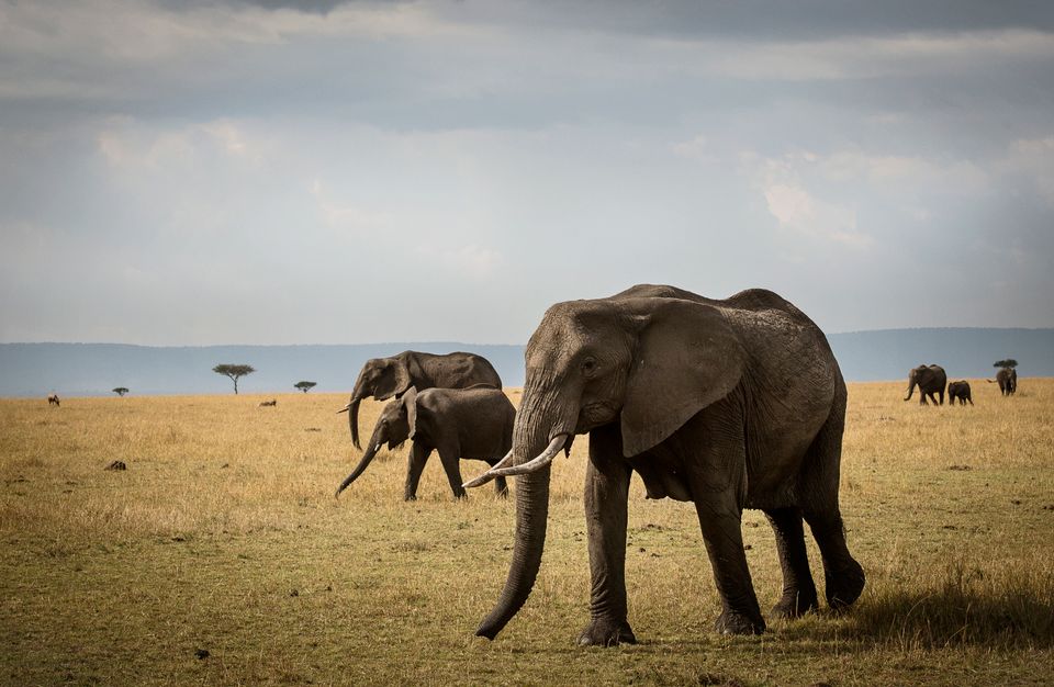 Tanzania Wildlife Serengeti Kimondo Migration Camp olifanten KMC 1.jpg - Jambo Safari Club