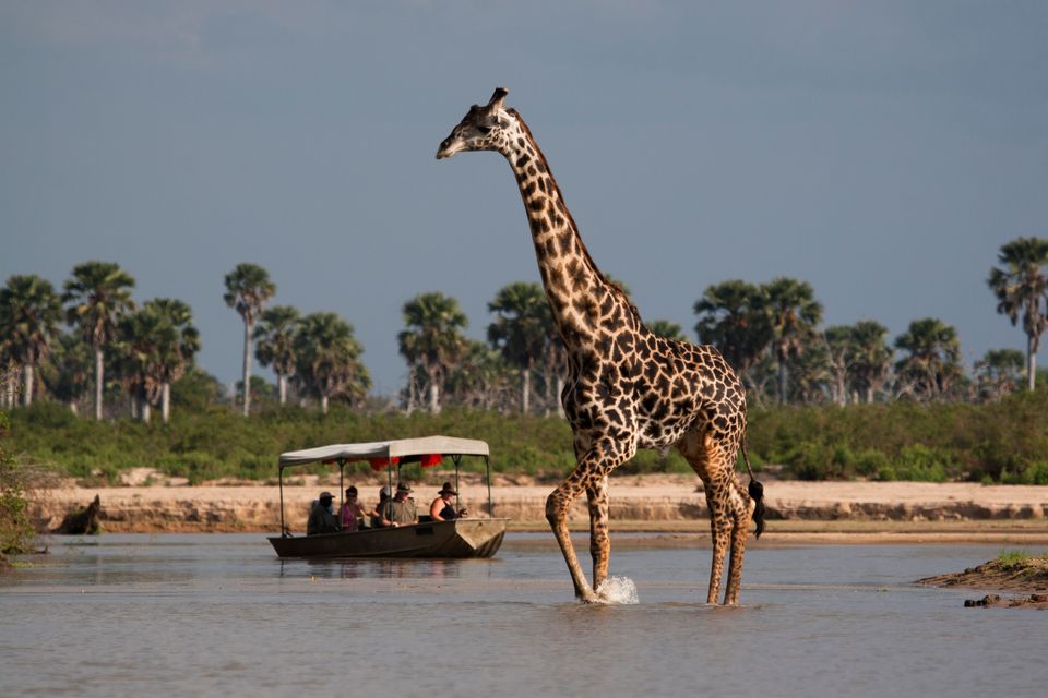 Tanzania Wildlife Zuid giraffen bootsafari 1.jpg - Jambo Safari Club