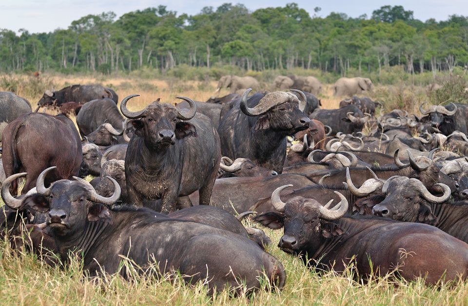 Tanzania Wildlife buffels 3.jpg - Jambo Safari Club