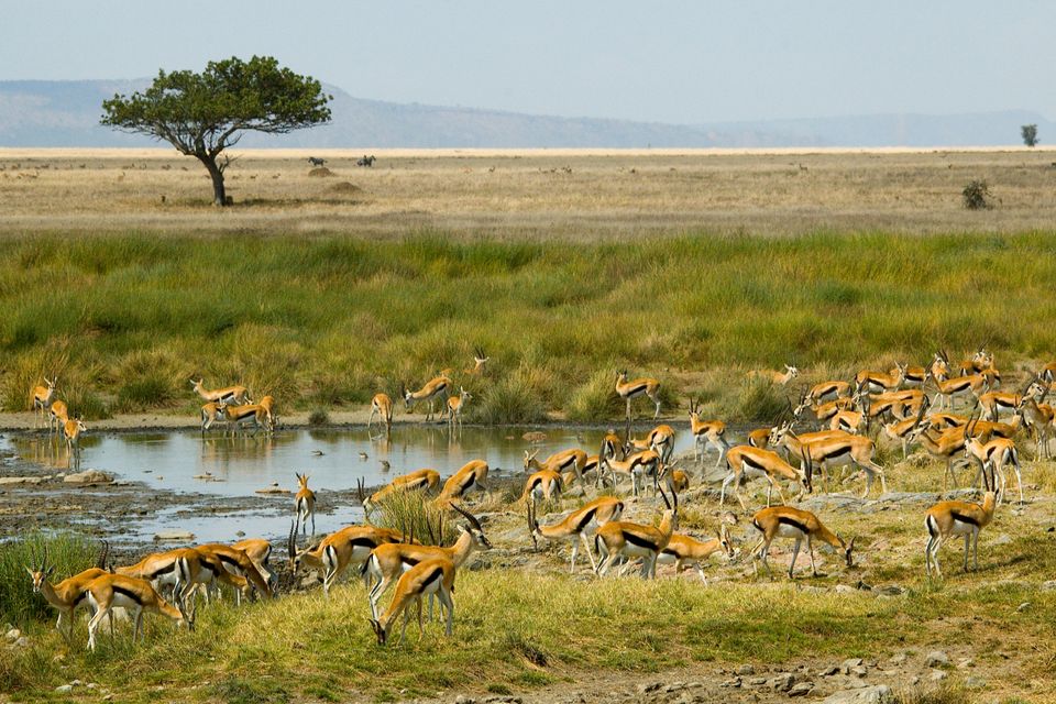 Tanzania wildlife antilopen SS_1863295.jpg - Jambo Safari Club