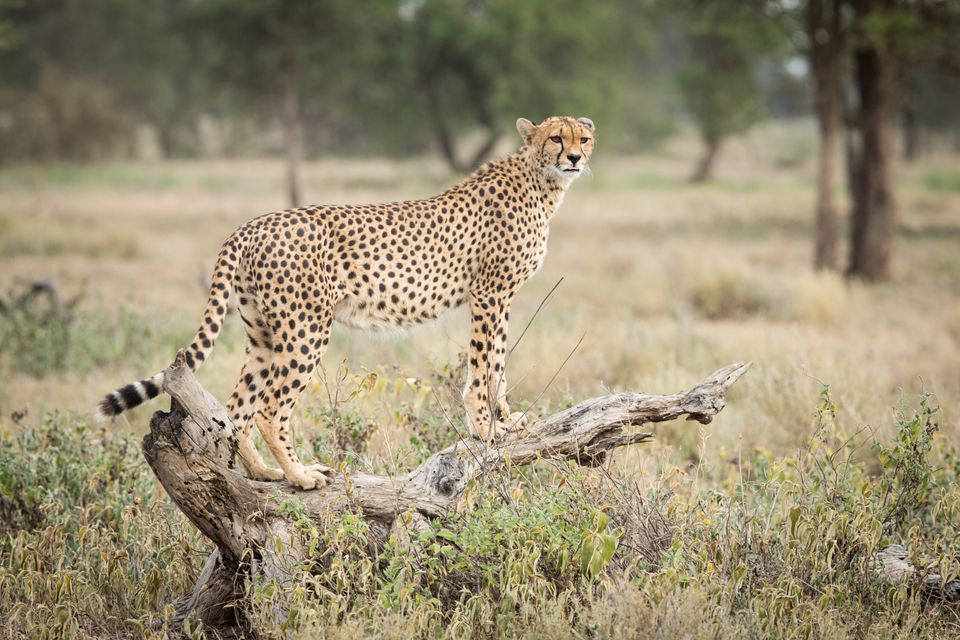 Tanzania wildlife cheeta SS_372348469.jpg - Jambo Safari Club