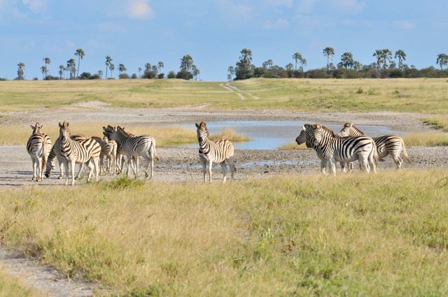 Botswana Wildlife Makgadikgadi Pans zebras KS 3.jpg - Jambo Safari Club