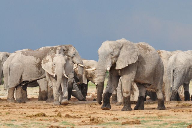 Botswana Wildlife Nxai Pan olifanten KS 1.jpg - Jambo Safari Club