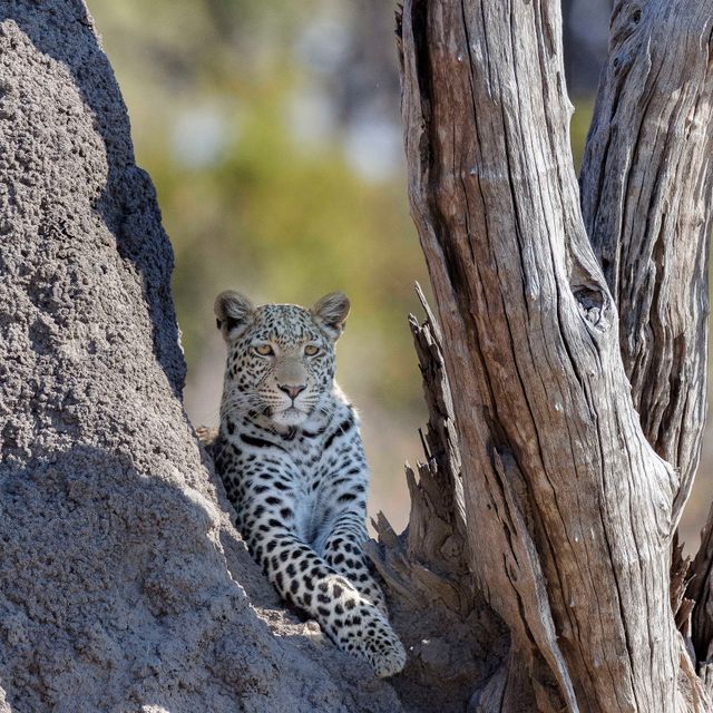 Botswana Wildlife luipaard SH 1513966331.jpg - Jambo Safari Club
