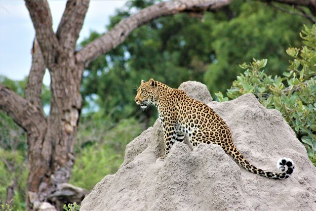 Botswana Wildlife luipaard termietenheuvel SH 1495640009.jpg - Jambo Safari Club
