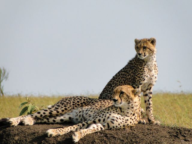 Kenia Wildlife Masai Mara cheetas MC 2.jpg - Jambo Safari Club