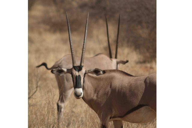 Kenia Wildlife Shaba National Park oryx of gemsbok.jpg - Jambo Safari Club