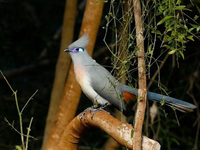 Madagaskar Wildlife vogels SH 1.jpg - Jambo Safari Club