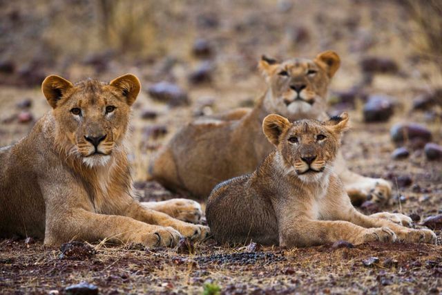 Namibie Wildlife Damaraland Grootberg Lodge Leeuw WE.jpg - Jambo Safari Club