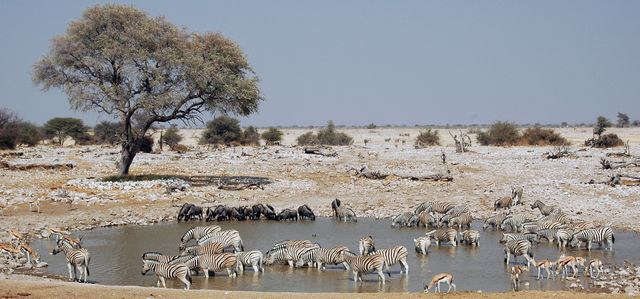 Namibie Wildlife Etosha Zebras Gnoes drinkplaats.jpg - Jambo Safari Club