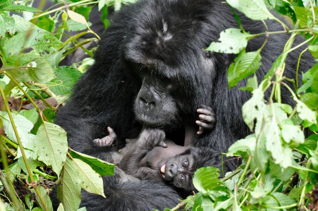 Oeganda Wildlife gorilla met baby KS 10.jpg - Jambo Safari Club