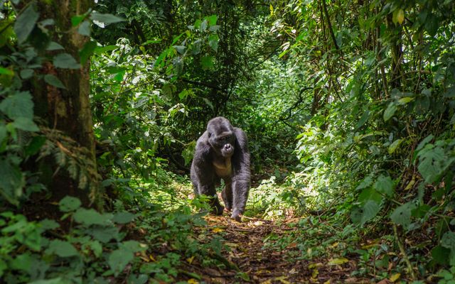 Oeganda Wildlife gorilla wandelend op pad SH 355162442.jpg - Jambo Safari Club