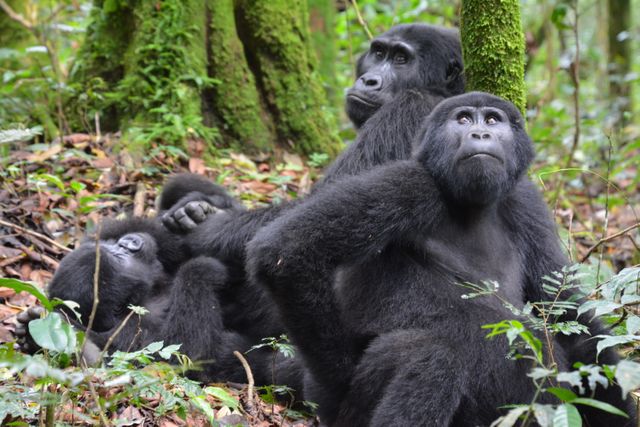 Oeganda Wildlife gorillas LB 10.JPG - Jambo Safari Club