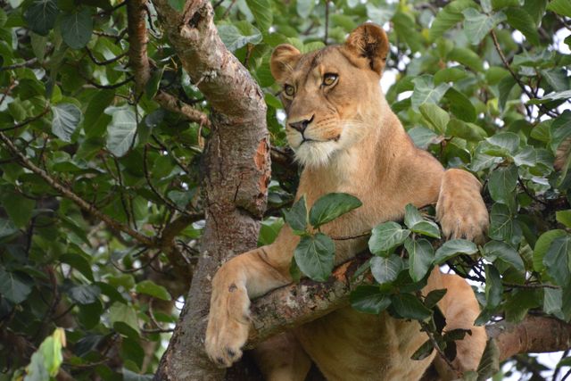 Oeganda Wildlife leeuwin in boom LB 5.JPG - Jambo Safari Club