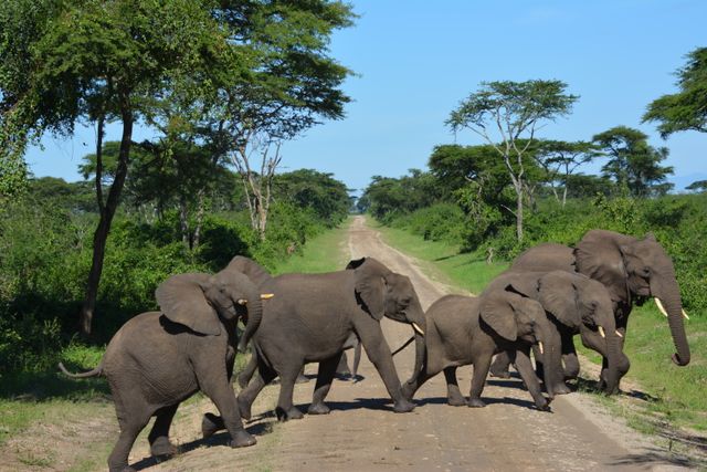 Oeganda Wildlife olifanten LB 3.JPG - Jambo Safari Club