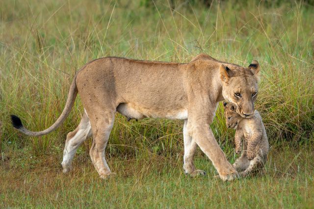Rwanda Wildlife Akagera leeuwin met jong WS 2.jpg - Jambo Safari Club