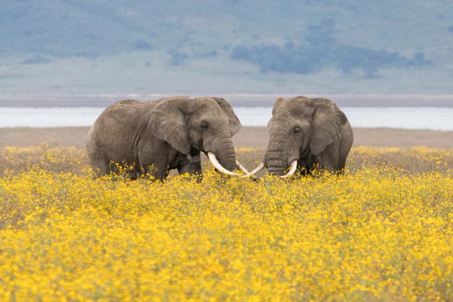 Tanzania Wildlife Ngorongoro olifanten gele bloemen AZ.jpg - Jambo Safari Club