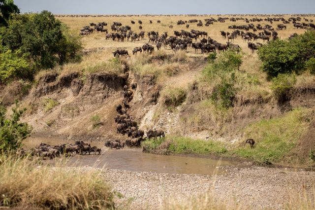 Tanzania Wildlife Serengeti Noord gnoes crossing Mara rivier migratie SH 2.jpg - Jambo Safari Club