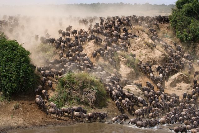 Tanzania Wildlife Serengeti Noord gnoes crossing Mara rivier migratie SH 3.jpg - Jambo Safari Club