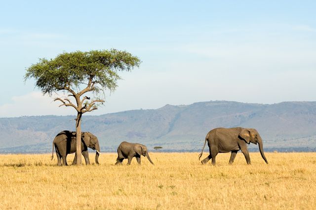 Tanzania Wildlife Serengeti olifanten ASC 1.jpg - Jambo Safari Club