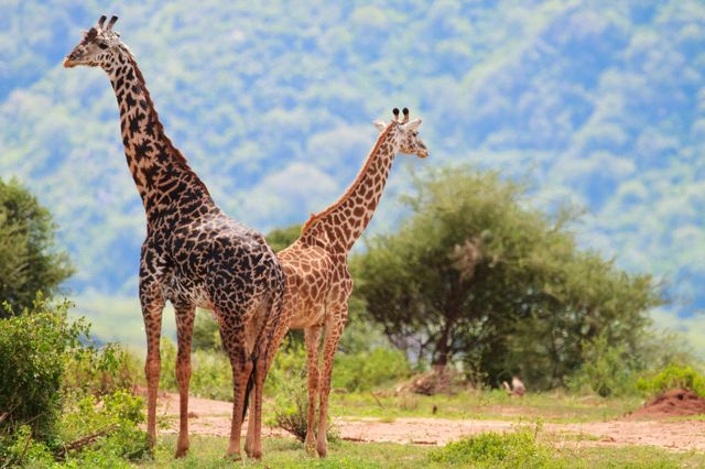 Tanzania Wildlife giraffen SH 2.jpg - Jambo Safari Club