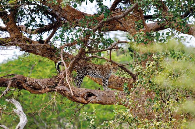 Tanzania Wildlife luipaard in boom 1.jpg - Jambo Safari Club
