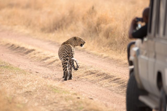 Tanzania Wildlife luipaard voertuig SH.jpg - Jambo Safari Club