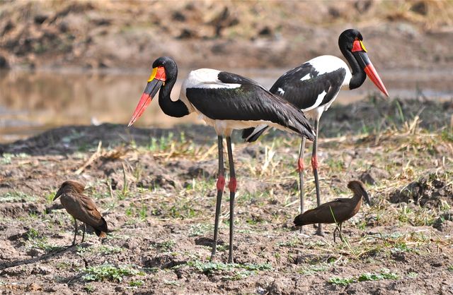 Zambia South Luangwa vogels saddle billed stork hamerkop KS.JPG - Jambo Safari Club