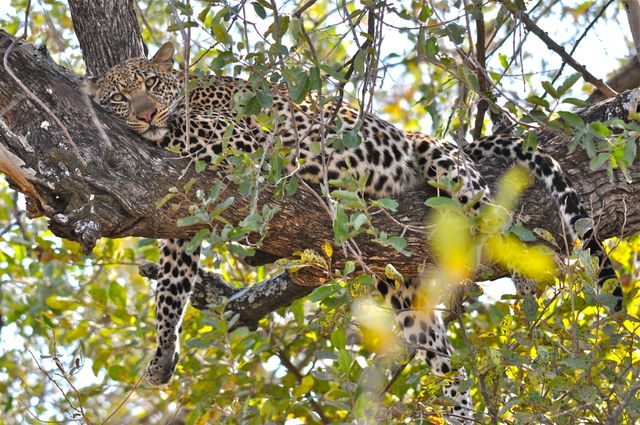 Zambia Wildlife luipaard in boom KS.JPG - Jambo Safari Club