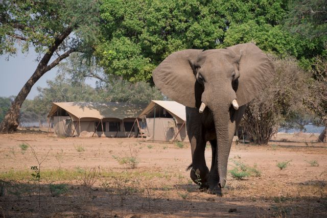 Zimbabwe Mana Pools Zambezi Expeditions tenten exterieur ABC.jpg - Jambo Safari Club