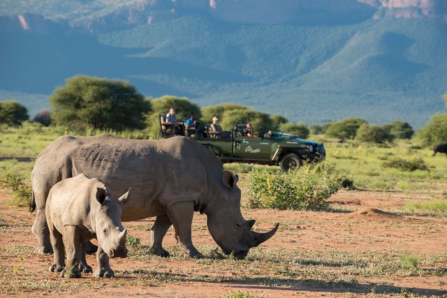 Zuid Afrika Activiteiten Gamedrive Neushoorn 1.jpg - Jambo Safari Club