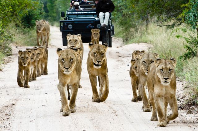 Zuid Afrika Sabi Sand Sabi Sabi Bush Lodge Activiteit Gamedrive Leeuwen WE.jpg - Jambo Safari Club
