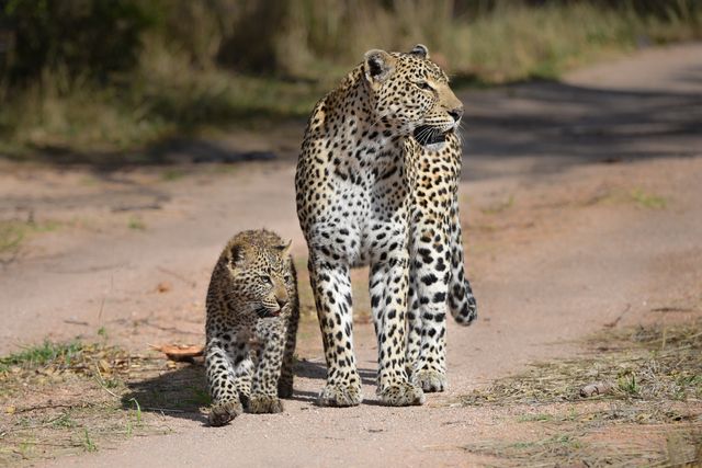 Zuid Afrika Wildlife Kruger Luipaard SH 776859412.jpg - Jambo Safari Club