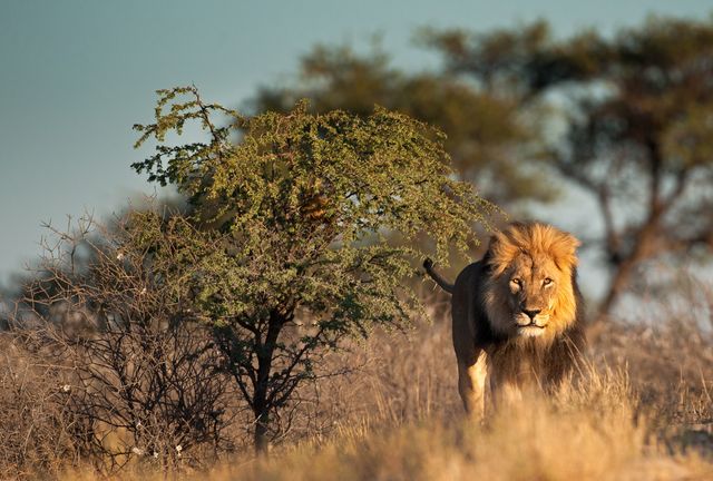 Zuid Afrika Wildlife Northern Cape Kgalagadi Leeuw SH 261879623.jpg - Jambo Safari Club