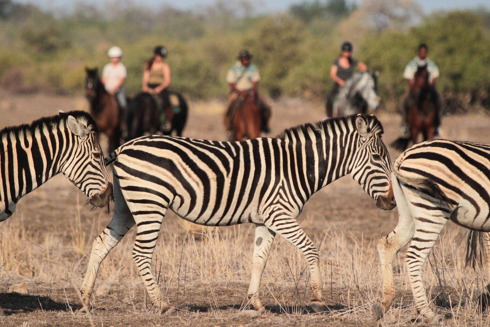 Botswana Activiteiten Tuli Block Mashatu Paardrijden WE.jpg - Jambo Safari Club