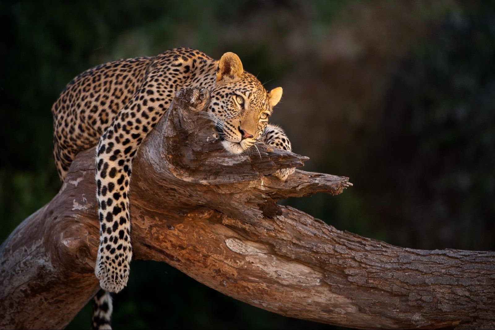 Botswana Mashatu Mashatu Lodge Wildlife Luipaard WS.jpg - Jambo Safari Club