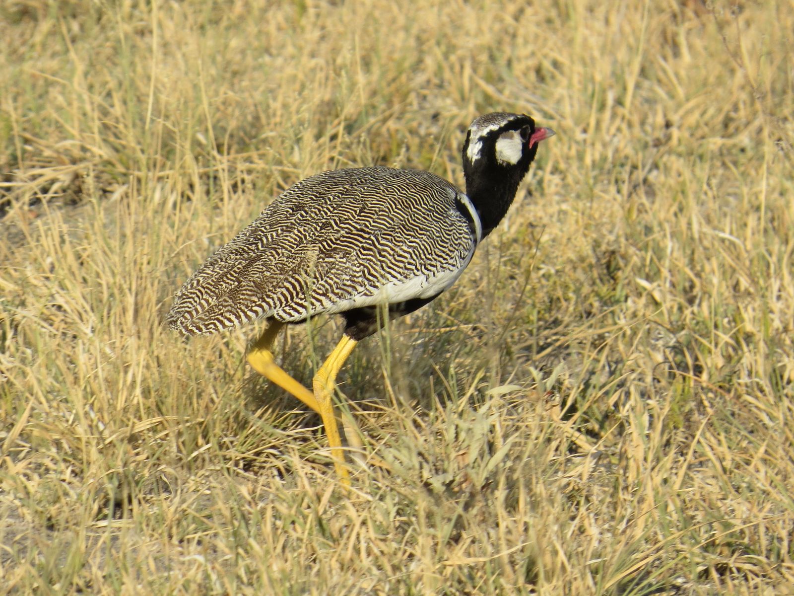 Botswana Nxai Pan vogels black bustard CL.jpg - Jambo Safari Club