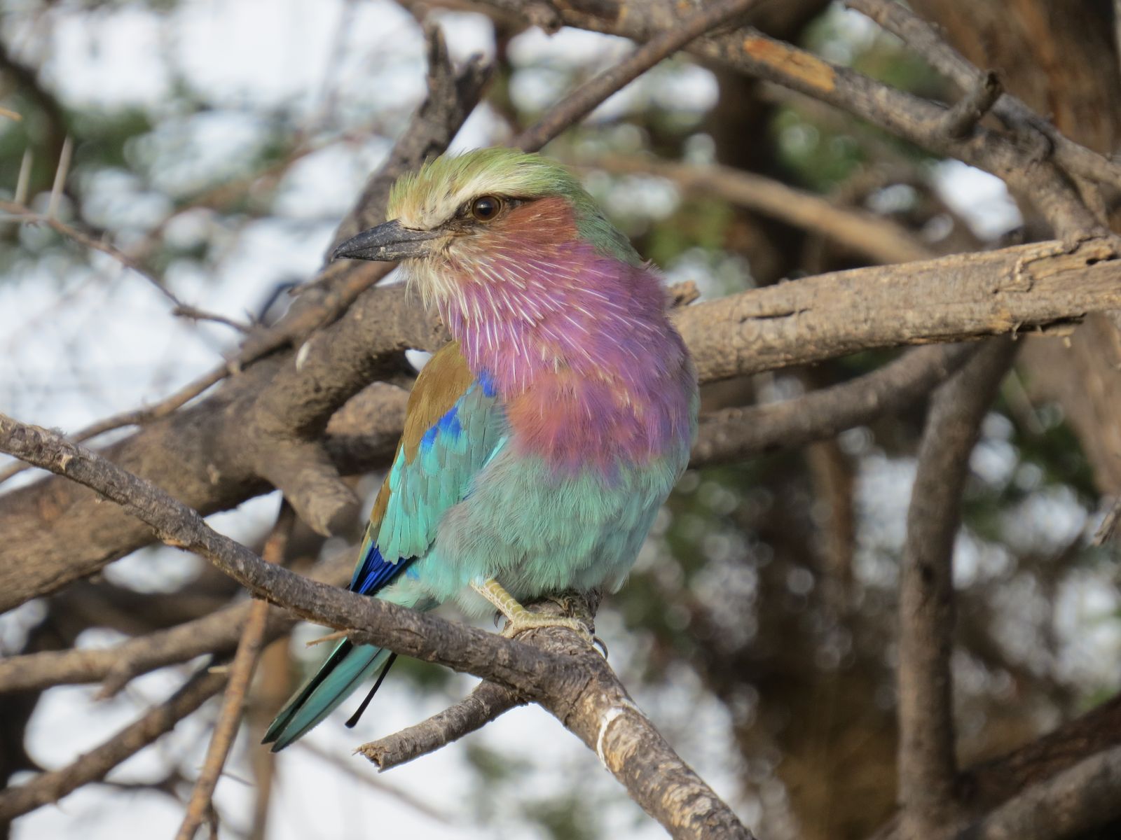 Botswana Nxai Pan vogels lilac breasted roller CL.JPG - Jambo Safari Club