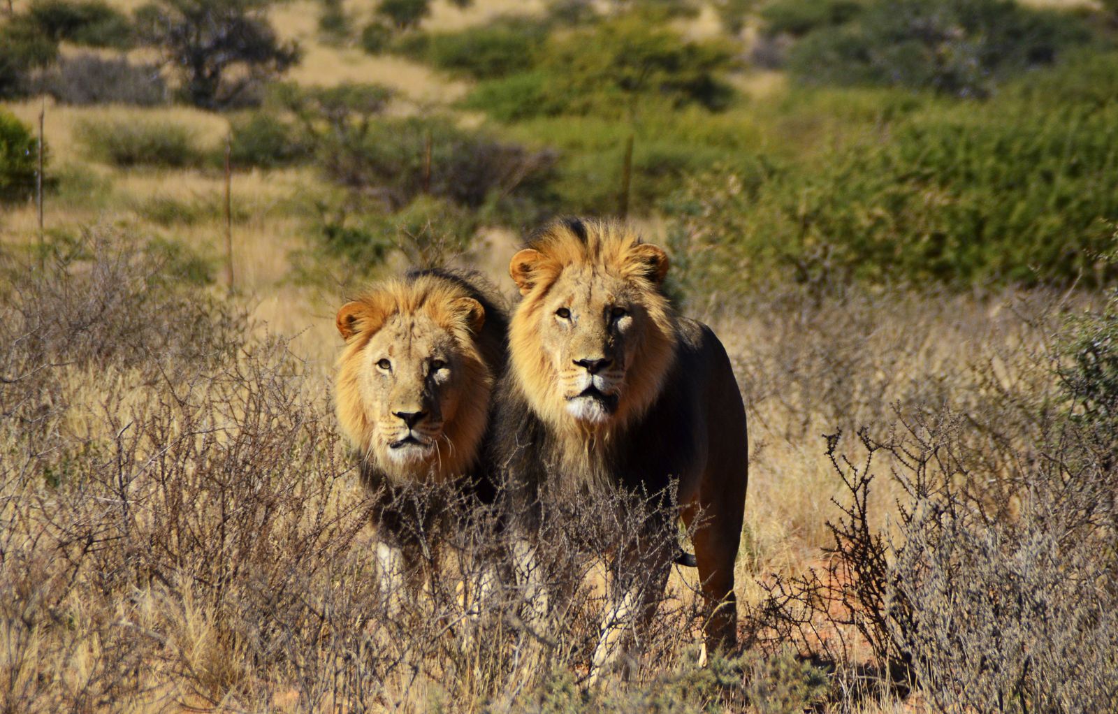 Botswana Wildlife Central Kalahari Game Reserve leeuwen.jpg - Jambo Safari Club