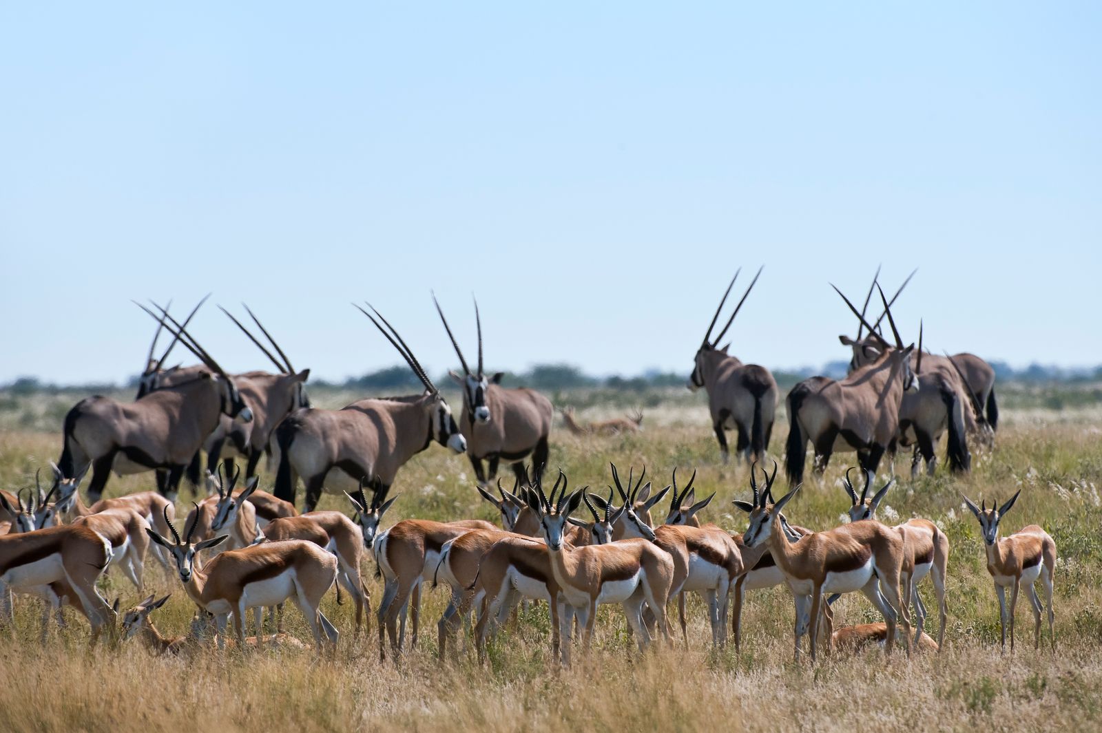 Botswana Wildlife Central Kalahari Game Reserve oryx springbokken.jpg - Jambo Safari Club